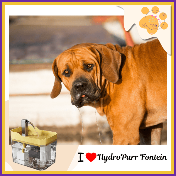 Thirsty brown dog drooling beside HydroPurr Fontein high-capacity pet water fountain