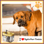 Thirsty brown dog drooling beside HydroPurr Fontein high-capacity pet water fountain