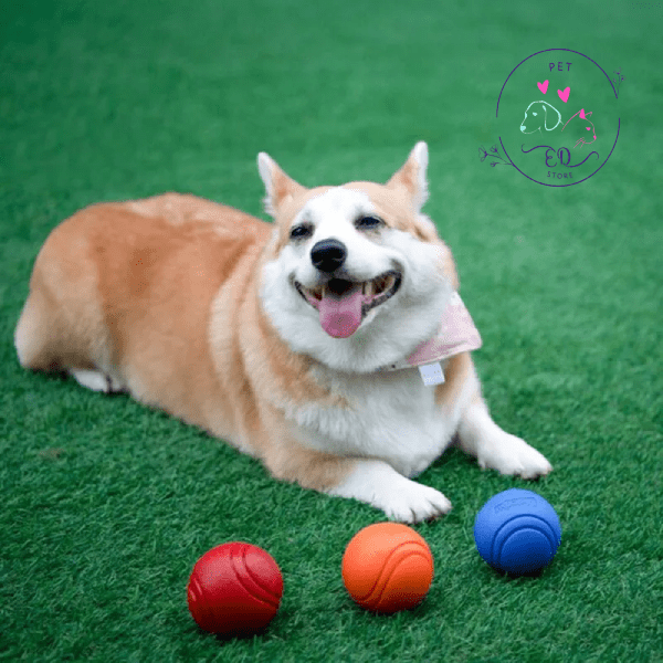 Welsh Corgi Pembroke on grass with orange, red, and blue Eco Chew Balls