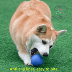 Welsh Corgi Pembroke playing in grass with blue Eco Chew Ball dog toy
