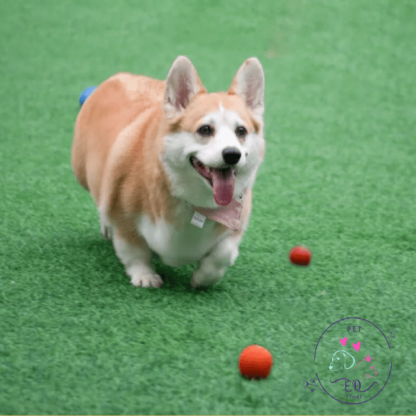 Happy Welsh Corgi Pembroke playing with orange balls on green artificial grass field
