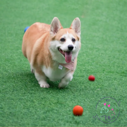 EcoChew Ball: Natural and Durable Rubber Ball for Dogs