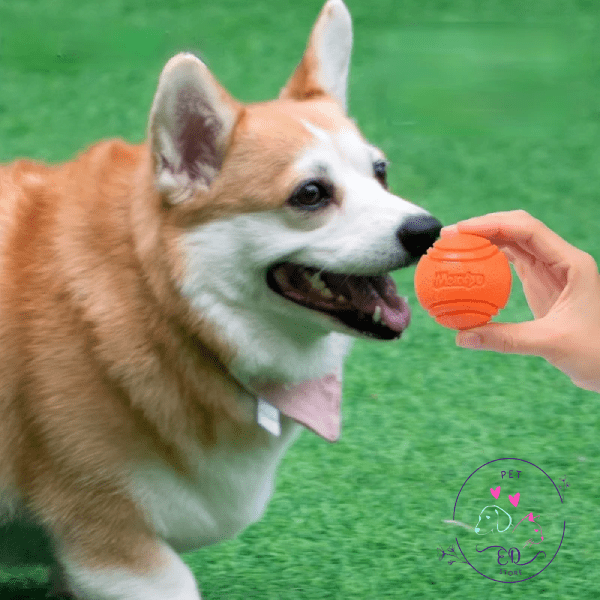 Pembroke Welsh Corgi on grass looking at an orange eco chew ball