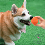 Pembroke Welsh Corgi on grass looking at an orange eco chew ball
