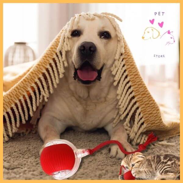 Dog under blanket with red ball toy and cat, pet store playtime scene