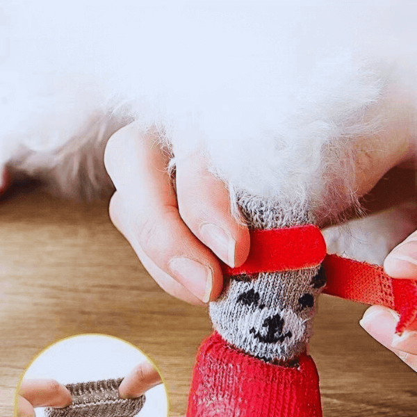 Tired of Cleaning Your Dog’s Wet & Dirty Paws? Try This! - Pet Store ED
