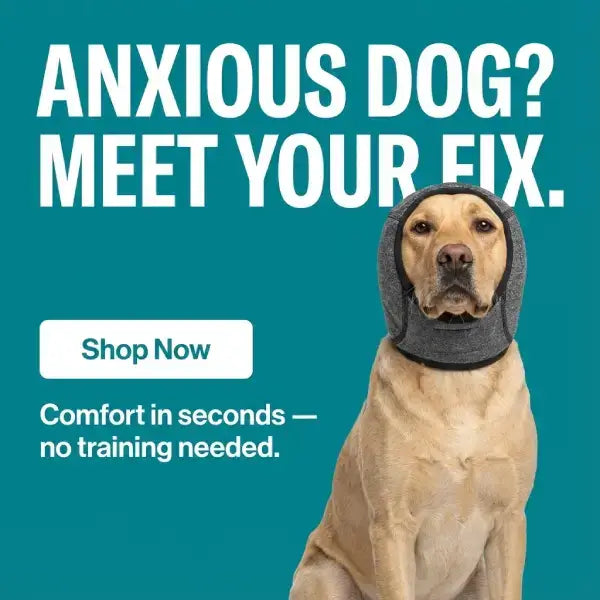 Dog sitting calmly with noise-reducing headgear in product ad for stress relief.
