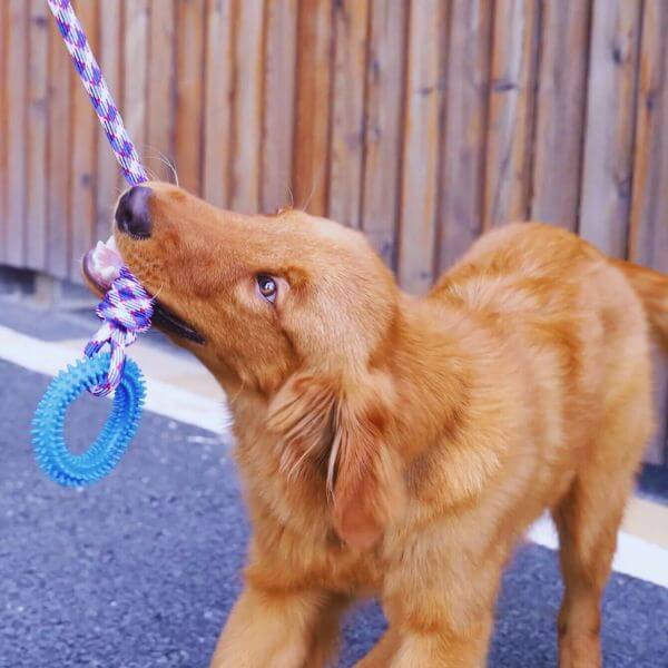 Textured blue Ringy toy for stimulating healthy chewing habits.