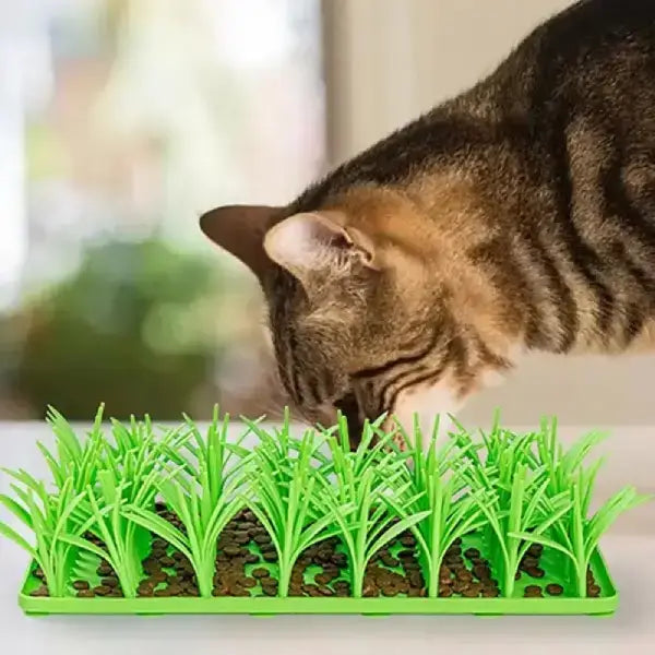 Fast Eating Hurts Pets—Here’s How to Fix It Gently | Cat