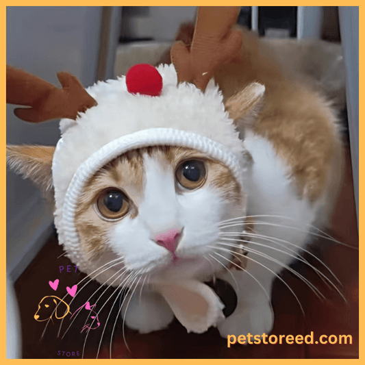 Orange and white cat wearing reindeer hat, Christmas look, petstoreed.com branding