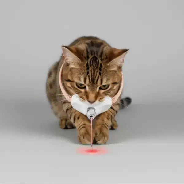 Promotional image of smart laser cat collar encouraging interactive play while owner is away.