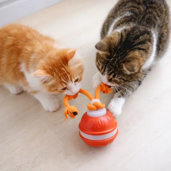 Pets investigating rolling enrichment device related to interactive cat toys concept