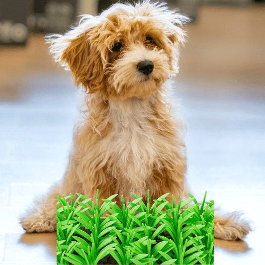 Fast Eating Hurts Pets—Here’s How to Fix It Gently | Dog