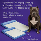 Dog Suffering from Heat & Pain? This Cooling Bed Changes Everything - Pet Store ED