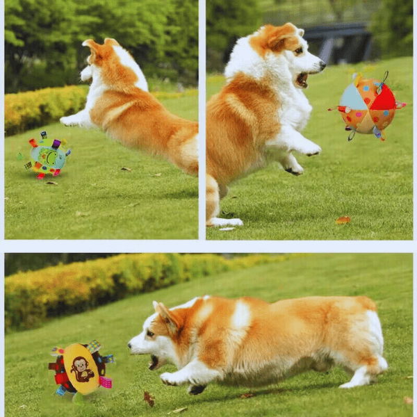Corgi dog jumping and playing with colorful chew toys on green grass outdoors