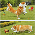 Corgi dog jumping and playing with colorful chew toys on green grass outdoors