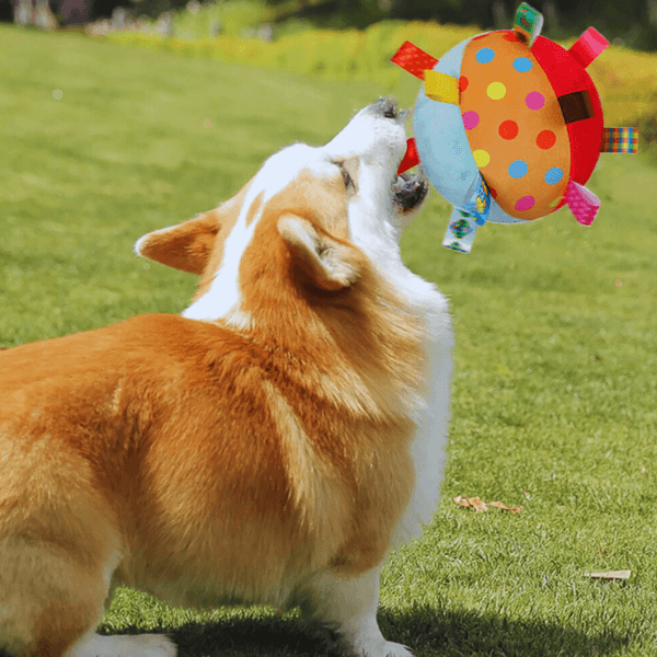 Corgi dog playing with colorful durable plush sound toy on grass