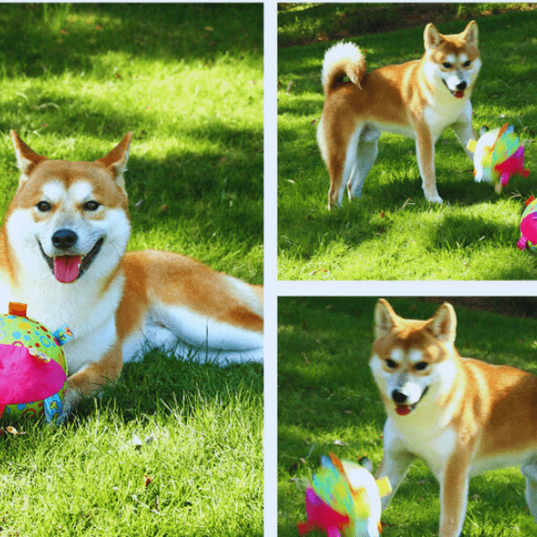 Shiba Inu playing outdoors with a colorful interactive plush dog toy ball on green grass