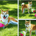 Shiba Inu playing outdoors with a colorful interactive plush dog toy ball on green grass