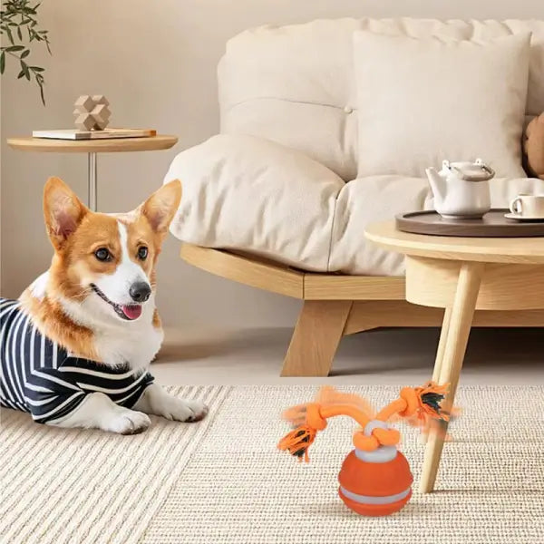 Home play scene featuring interactive dog toys promoting mental stimulation and calm behaviour