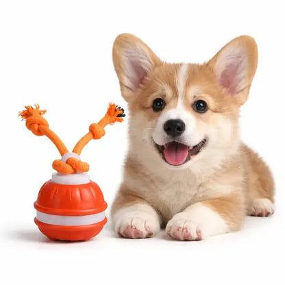 Corgi puppy beside interactive ball suitable for toys for anxious dogs training sessions