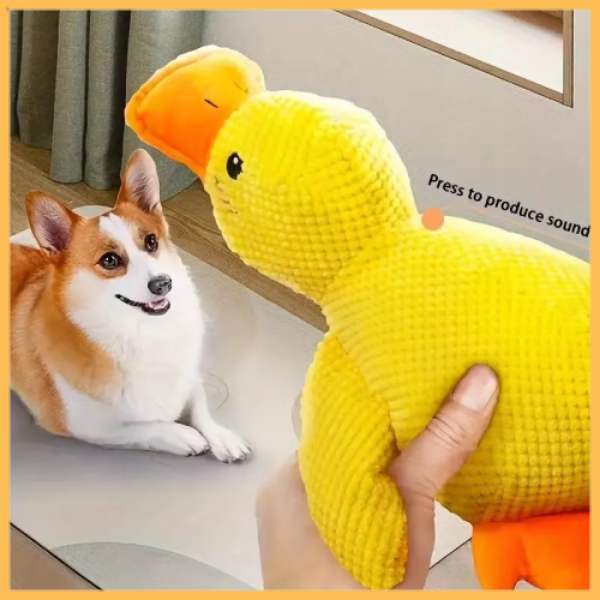 Corgi watching yellow duck squeaky toy indoors, interactive dog toy for calming pets