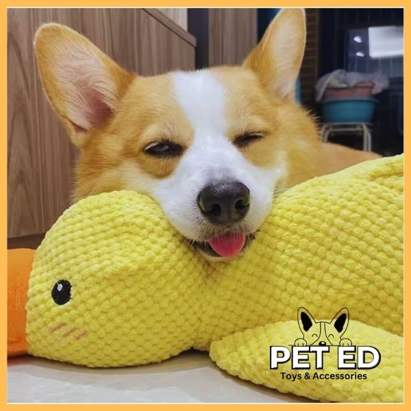 Corgi relaxing with yellow fluffy duck dog toy indoors, Pet Ed pet accessories logo visible