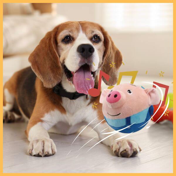 Beagle with plush pig dog toy bouncing ball on floor, pet store product