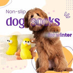 Cute dog in winter with yellow non-slip dog socks featuring cartoon faces