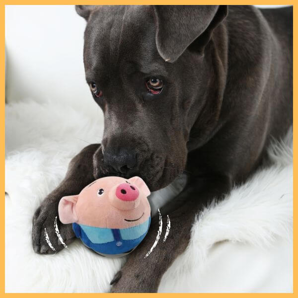 Cute black dog with plush pig toy on white fur blanket in pet store setting