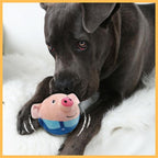 Cute black dog with plush pig toy on white fur blanket in pet store setting