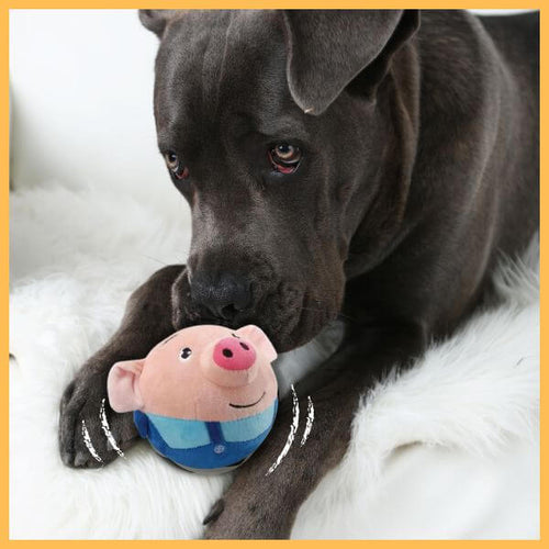 Cute black dog with plush pig toy on white fur blanket in pet store setting
