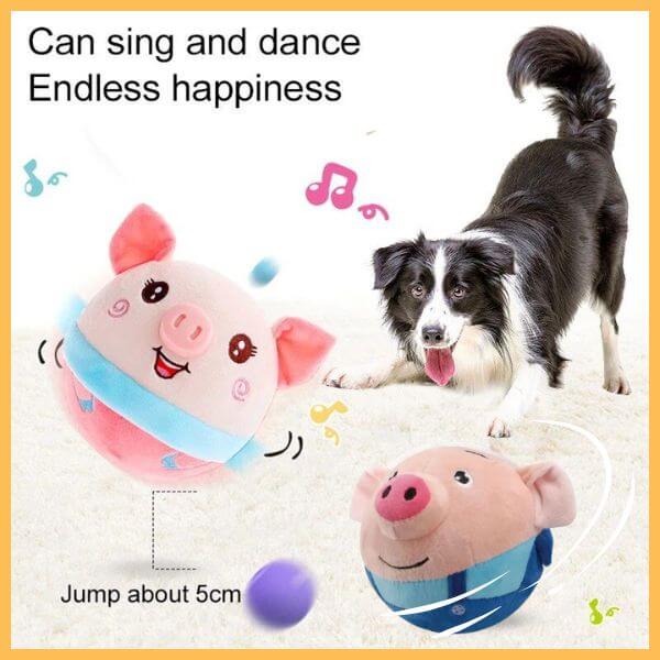 Border collie playing with cute interactive pig dog toy on carpet, musical dancing pet toy
