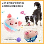 Border collie playing with cute interactive pig dog toy on carpet, musical dancing pet toy