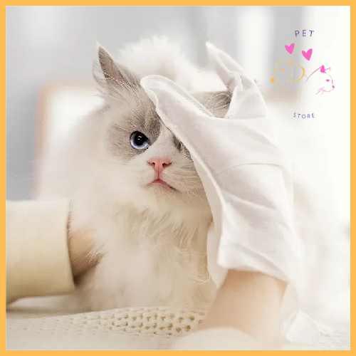 Pet owner cleaning fluffy cat with white gloves on table