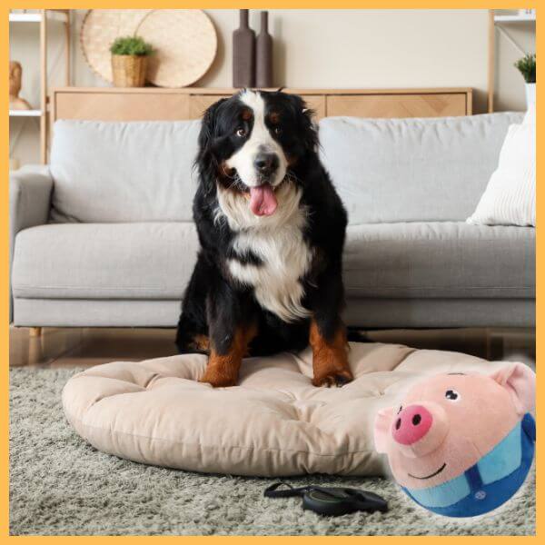 Bernese mountain dog on dog bed with plush pig toy in cozy living room