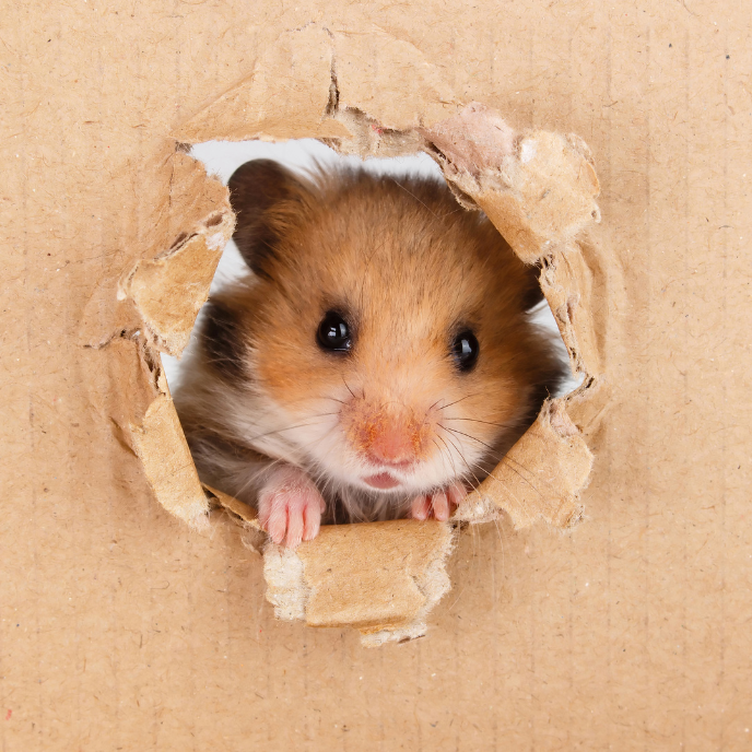Adorable brown hamster peeking out of cardboard – small pet photo for PetStoreED animal lovers