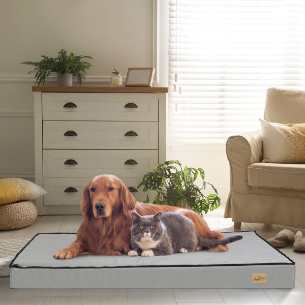 Golden retriever dog and gray cat sharing pet bed in cozy living room with sunlight