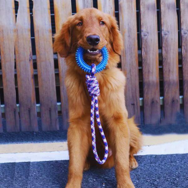 Pet Store ED’s Ringy toy keeping active dogs happy and engaged.