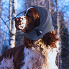 Springer Spaniel dog wearing gray winter ear muffs outdoors in snowy woods