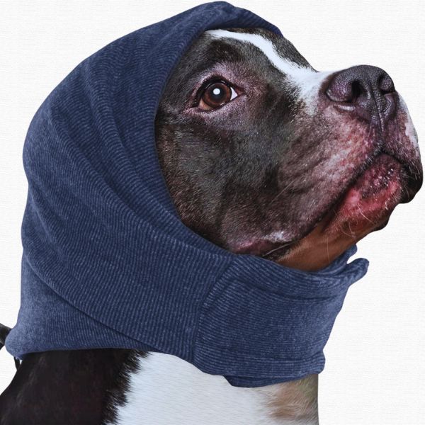 Pitbull wearing a blue dog ear protector hood for comfort