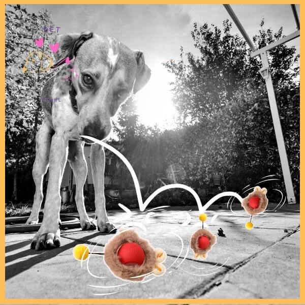 SmartBol:The Ultimate Interactive Dog Ball for Fun & Fitness - Pet Store ED