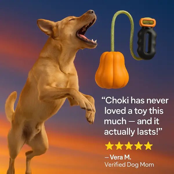 Dog fetch toy review from a verified dog mom, her dog jumping with excitement
