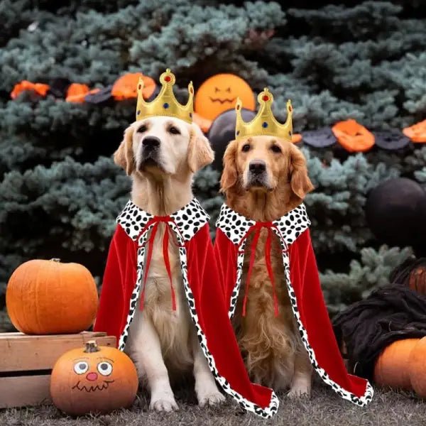 Two Golden Retrievers wearing dog king costumes with crowns and capes, surrounded by decorative Halloween pumpkins