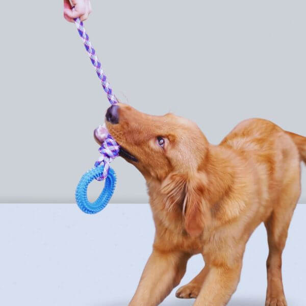 Pet bonding moments with Ringy, the best buy durable dog toys solution.