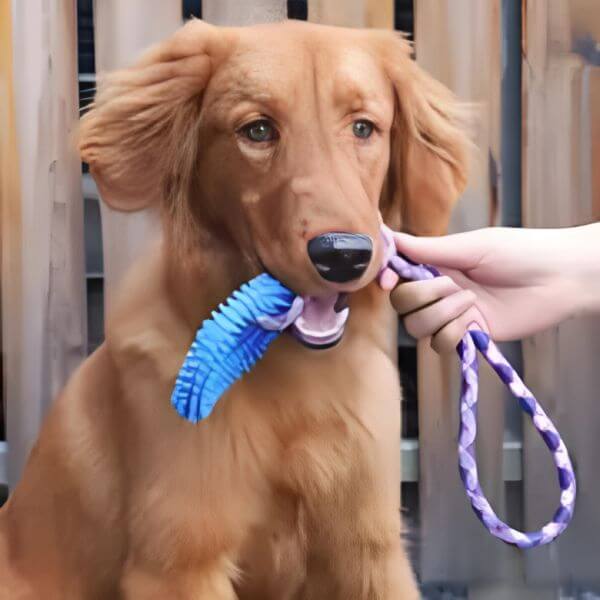Close interaction with buy durable dog toys to prevent dog boredom.