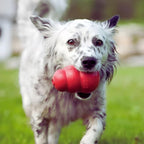 Stop Your Dog's Anxiety Before It Destroys Your Bond Forever* - Pet Store ED
