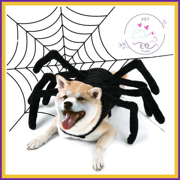 Shiba Inu wearing a black plush spider costume in front of a spider web drawing
