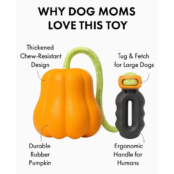 Tug and fetch toy for large dogs with a chew-resistant durable rubber pumpkin