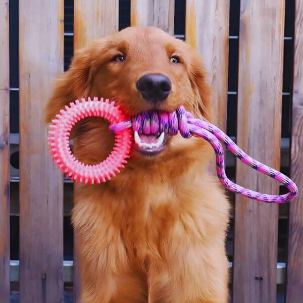 Happy dog fighting boredom with Ringy chew toy.